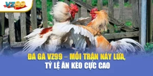 Đá gà VZ99 – Mỗi trận nảy lửa, tỷ lệ ăn kèo cực cao
