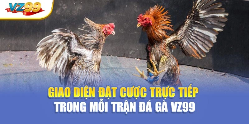 Giao diện đặt cược trực tiếp trong mỗi trận đá gà VZ99