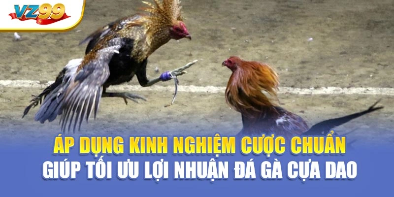  Áp dụng kinh nghiệm cược chuẩn giúp tối ưu lợi nhuận đá gà cựa dao