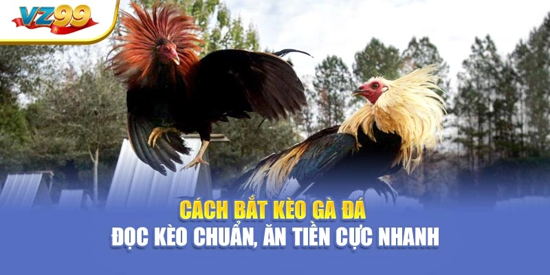 Cách bắt kèo gà đá – Đọc kèo chuẩn, ăn tiền cực nhanh