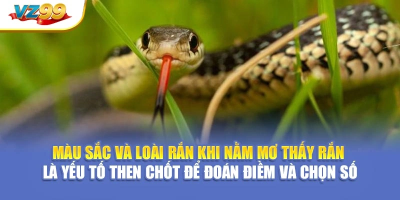 Màu sắc và loài rắn khi nằm mơ thấy rắn là yếu tố then chốt để đoán điềm và chọn số