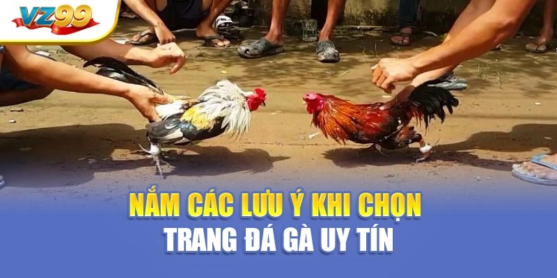 Nắm các lưu ý khi chọn trang đá gà uy tín