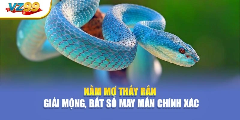 Nằm mơ thấy rắn – Giải mộng, bắt số may mắn chính xác
