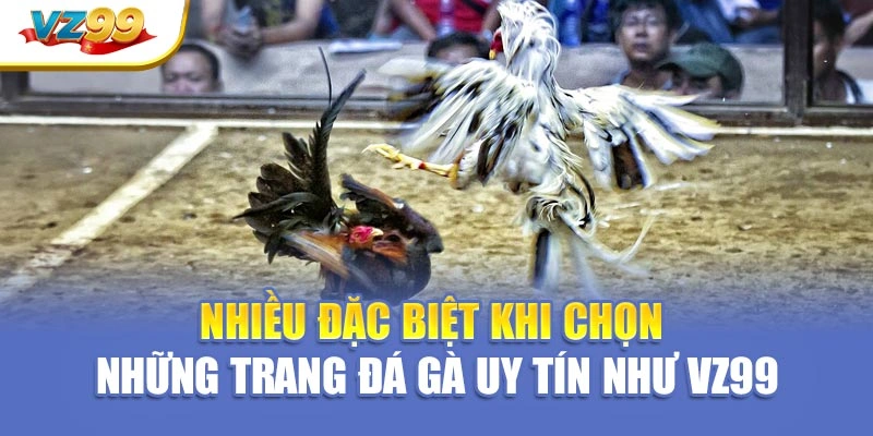 Nhiều đặc biệt khi chọn những trang đá gà uy tín như VZ99