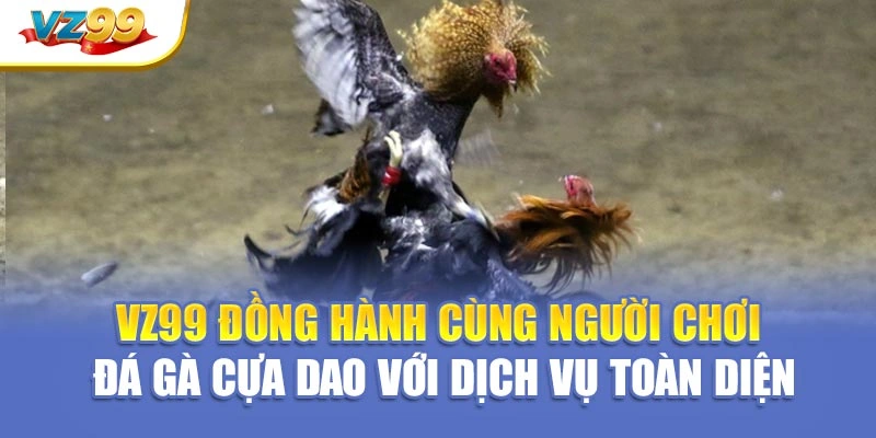 VZ99 đồng hành cùng người chơi đá gà cựa dao với dịch vụ toàn diện